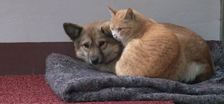 Gato de rua conforta cãozinho abandonado que espera que sua família retorne para buscá-lo cachorro-abandonado-e-confortado-por-gato-de-rua