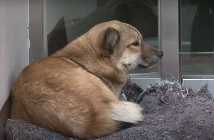 Gato de rua conforta cãozinho abandonado que espera que sua família retorne para buscá-lo cachorro-abandonado-e-confortado-por-gato-de-rua