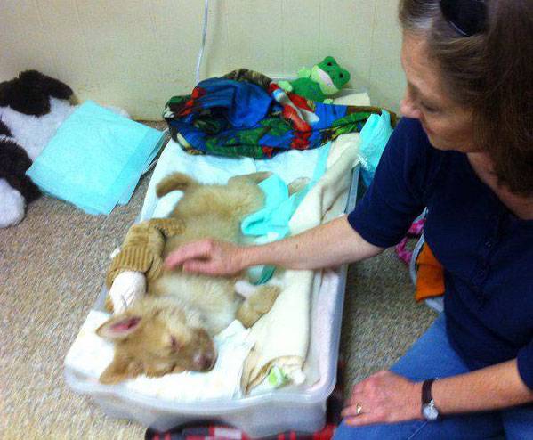 O cachorrinho foi encontrado em coma numa noite fria, mas teve recuperação milagrosa cachorro-abandonado-e-encontrado-em-coma