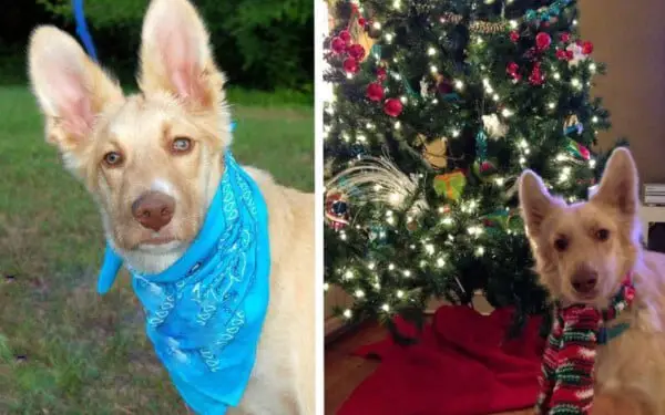 O cachorrinho foi encontrado em coma numa noite fria, mas teve recuperação milagrosa cachorro-abandonado-e-encontrado-em-coma