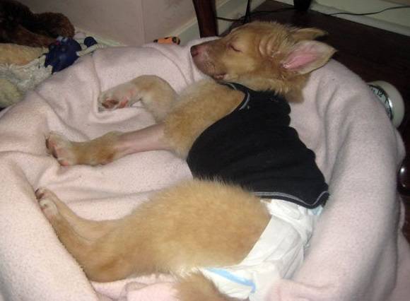O cachorrinho foi encontrado em coma numa noite fria, mas teve recuperação milagrosa cachorro-abandonado-e-encontrado-em-coma