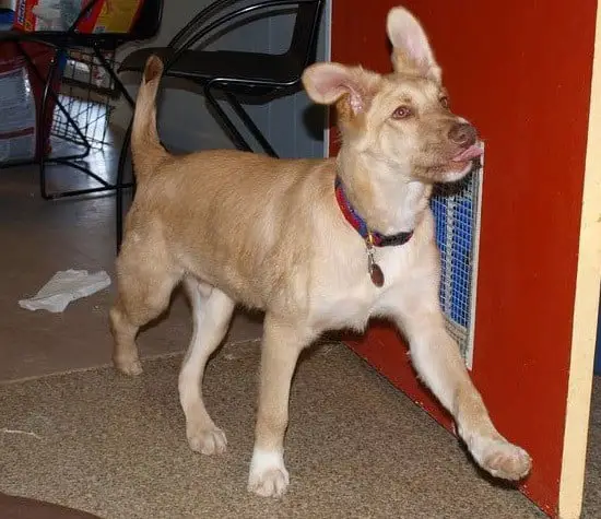 O cachorrinho foi encontrado em coma numa noite fria, mas teve recuperação milagrosa cachorro-abandonado-e-encontrado-em-coma