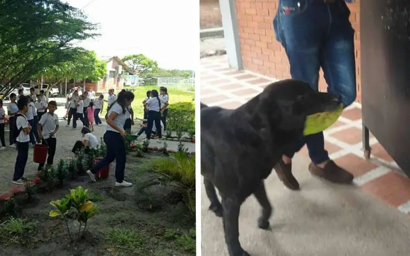 Cachorro aprende a comprar petiscos com folhas de árvores Cachorro aprende a comprar petiscos com folhas de árvores