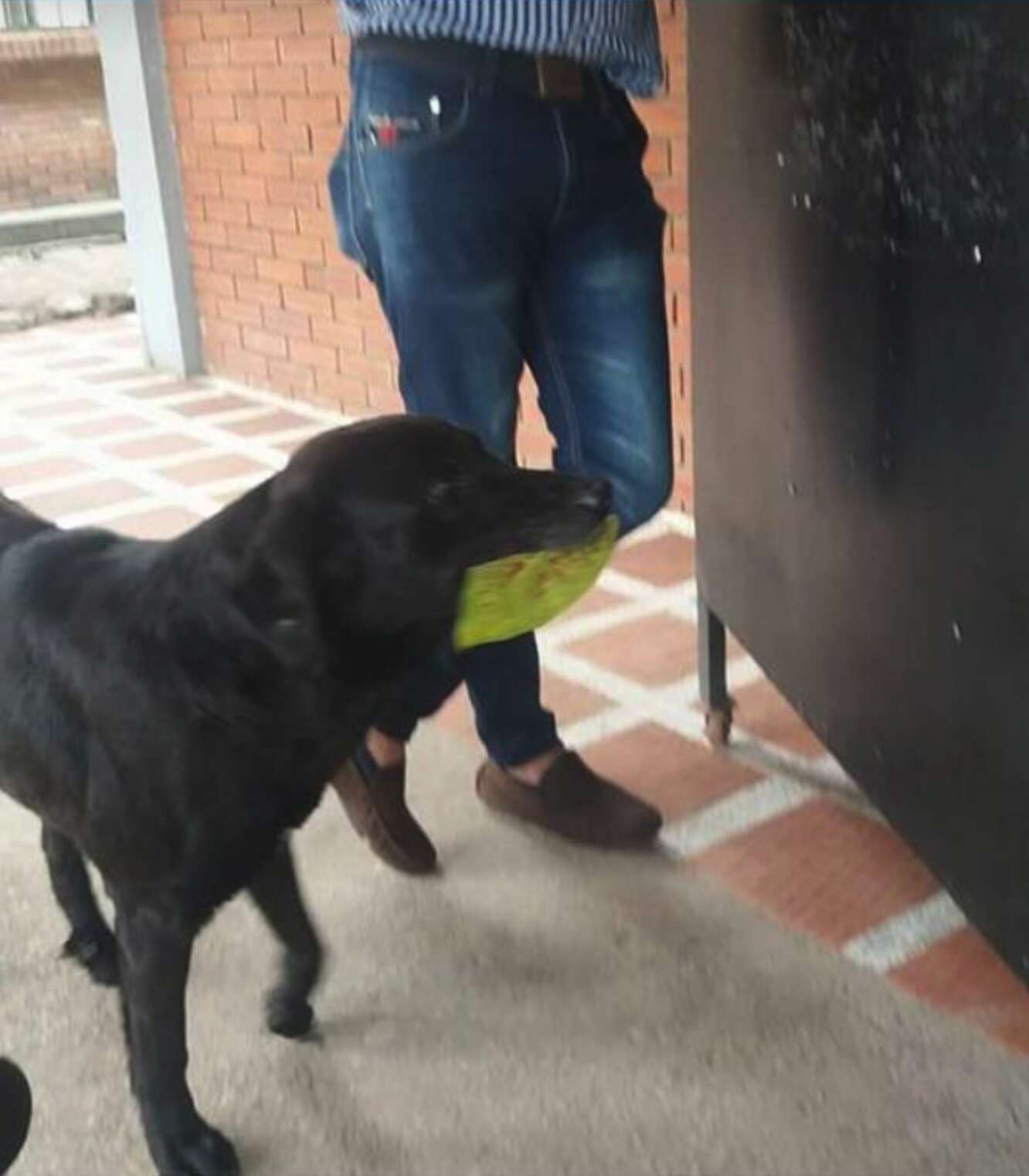 Cachorro aprende a comprar petiscos com folhas de árvores