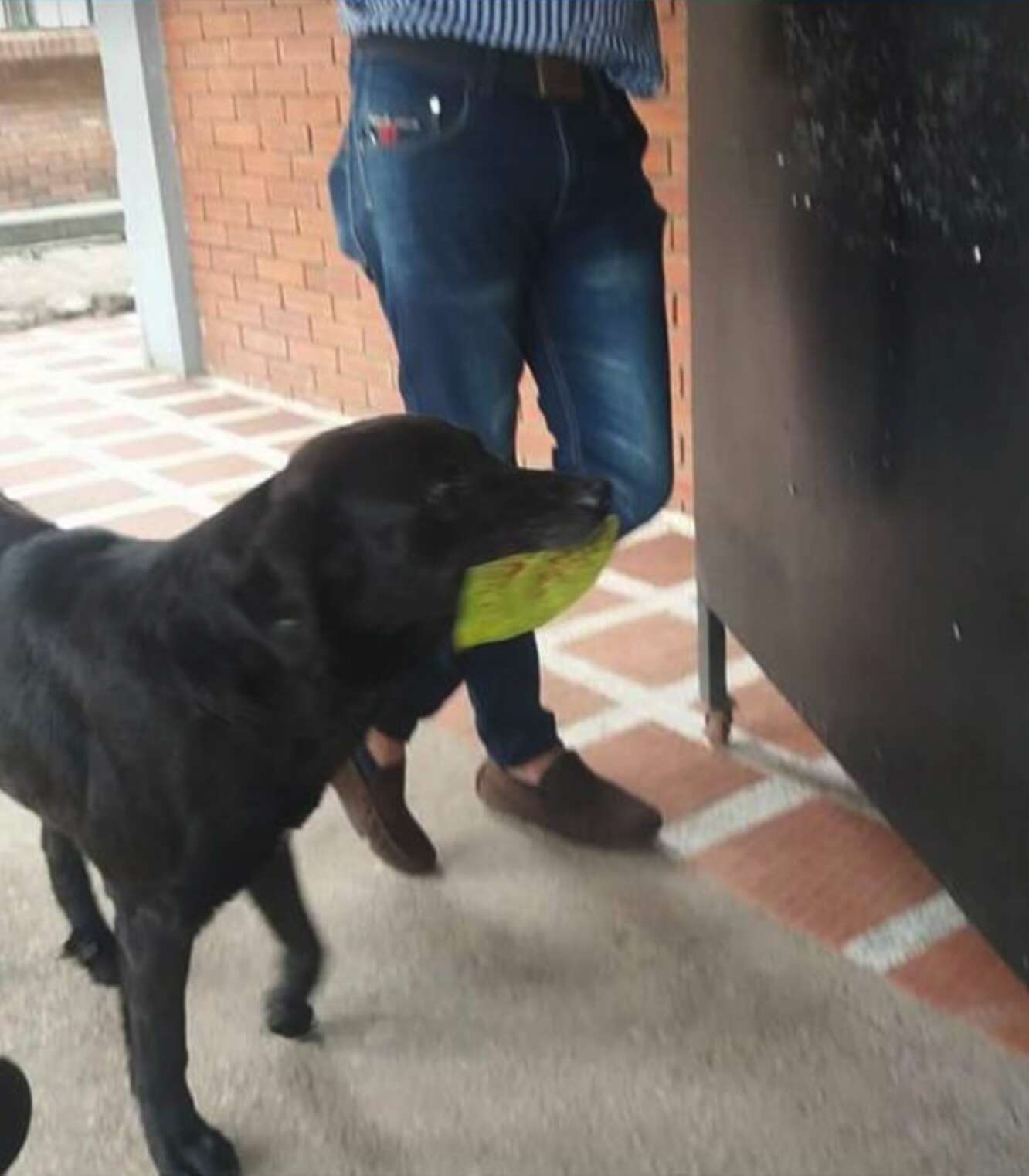 Cachorro aprende a comprar petiscos com folhas de árvores Cachorro aprende a comprar petiscos com folhas de árvores