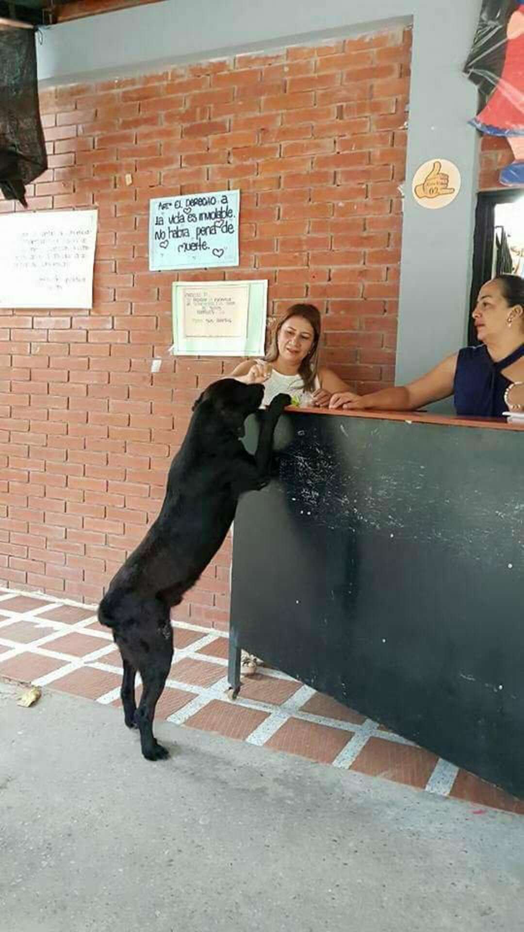 Cachorro aprende a comprar petiscos com folhas de árvores Cachorro aprende a comprar petiscos com folhas de árvores