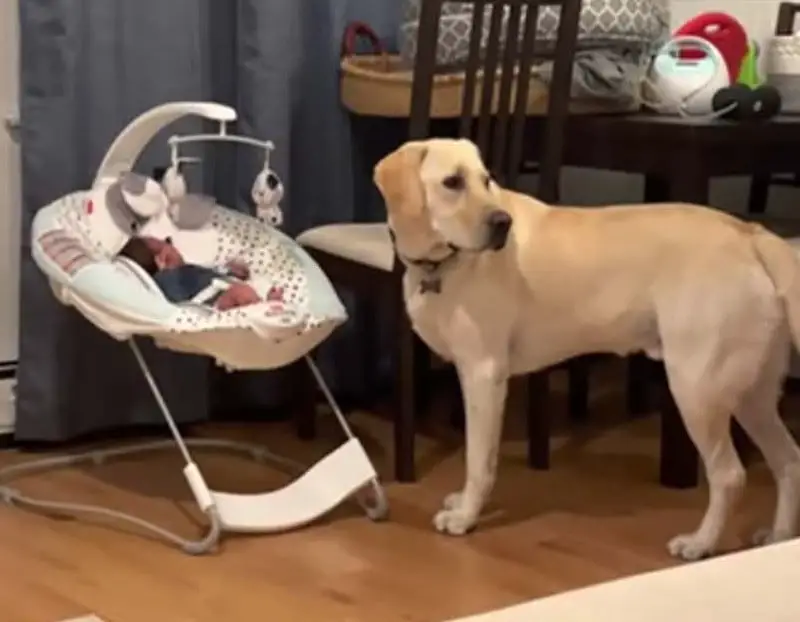 [VÍDEO] Cachorro ouve o bebê chorando e não sai de perto até que ele fique calmo