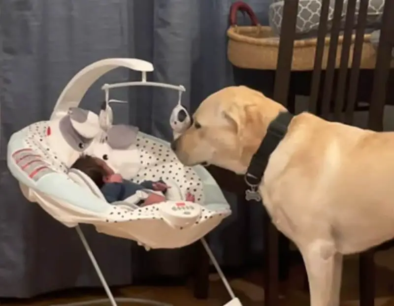 [VÍDEO] Cachorro ouve o bebê chorando e não sai de perto até que ele fique calmo