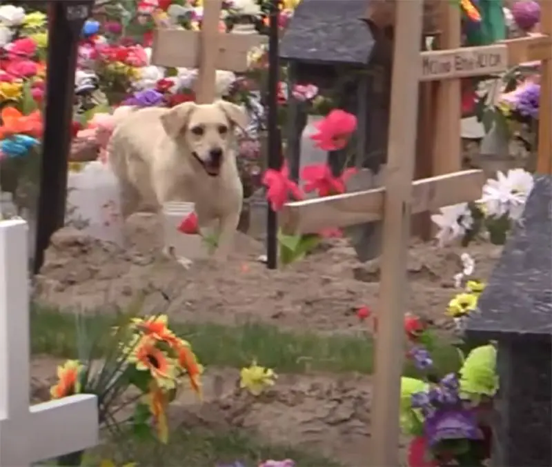 Bobby, o cachorro que conforta as pessoas no cemitério Bobby, o cachorro que conforta as pessoas no cemitério