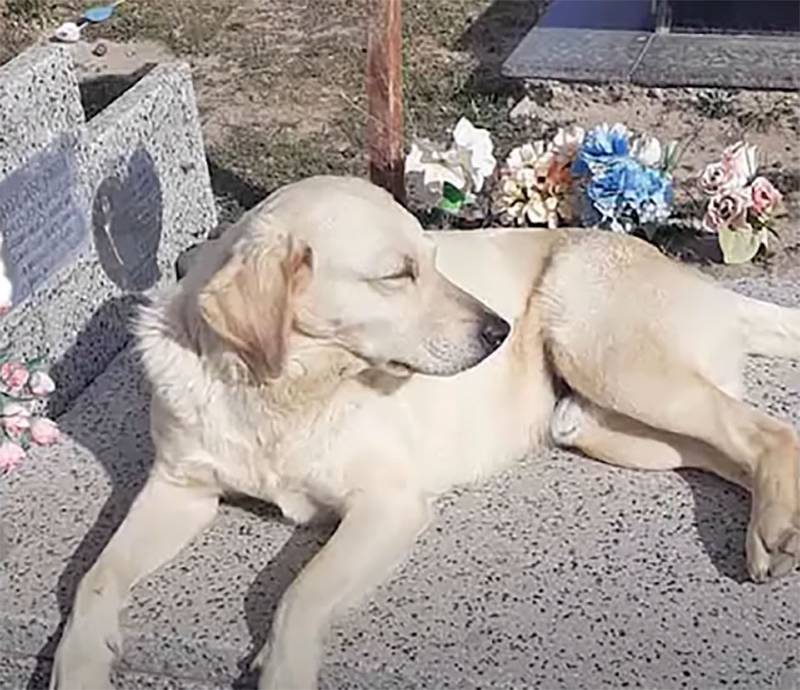 Bobby, o cachorro que conforta as pessoas no cemitério