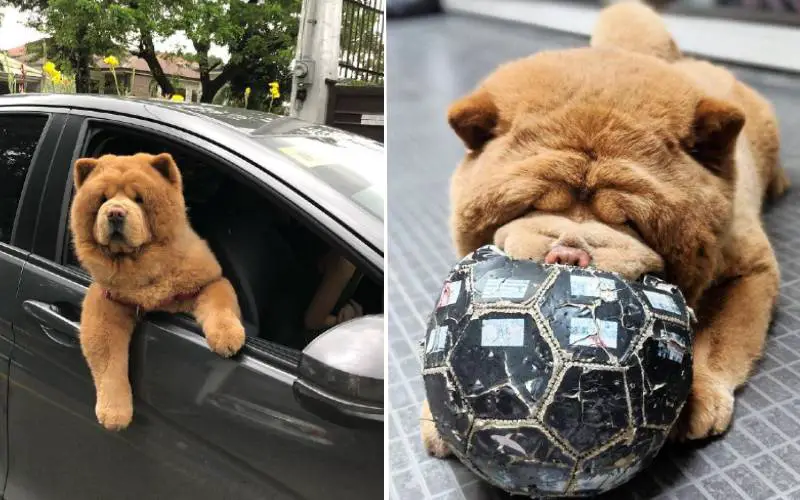 cachorro-conquista-todos-por-ser-parecido-com-um-urso-de-pelucia