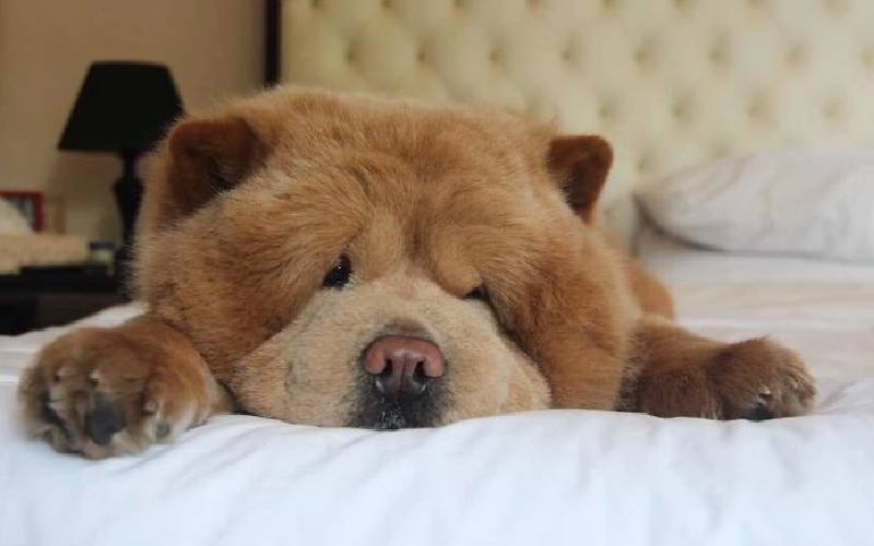 cachorro-conquista-todos-por-ser-parecido-com-um-urso-de-pelucia