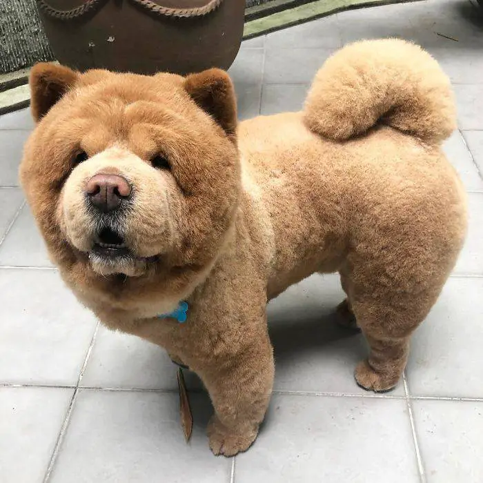 cachorro-conquista-todos-por-ser-parecido-com-um-urso-de-pelucia