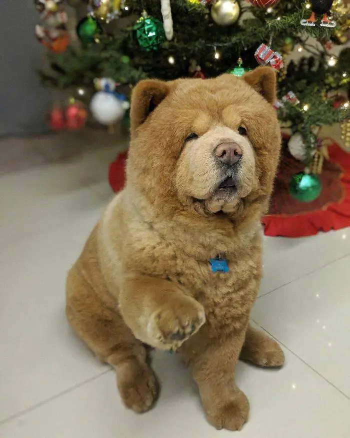 cachorro-conquista-todos-por-ser-parecido-com-um-urso-de-pelucia