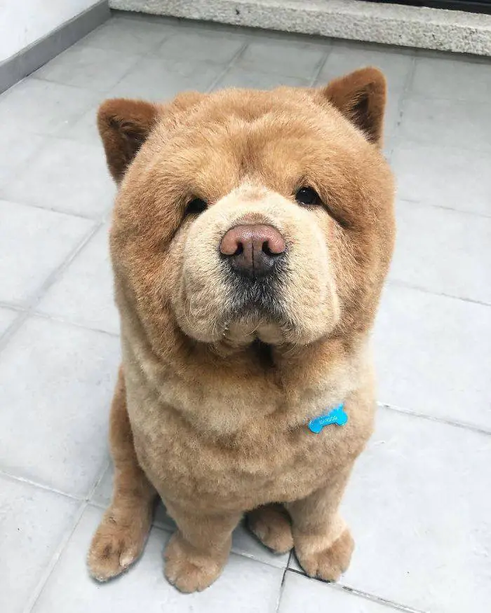 cachorro-conquista-todos-por-ser-parecido-com-um-urso-de-pelucia