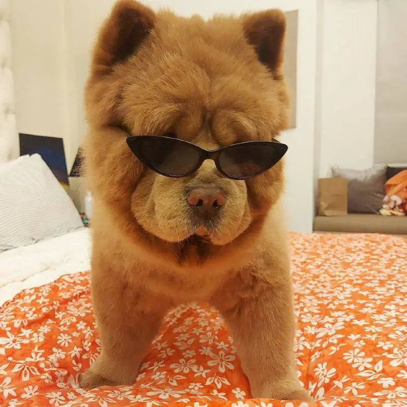 cachorro-conquista-todos-por-ser-parecido-com-um-urso-de-pelucia