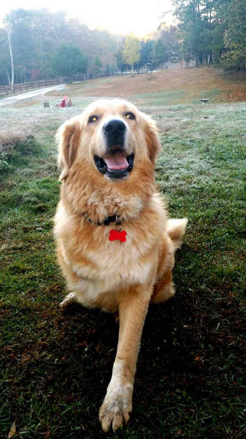 Cachorrinho de três patas chora na sepultura sempre que um colega do santuário morre Cachorrinho de três patas chora na sepultura sempre que um colega do santuário morre