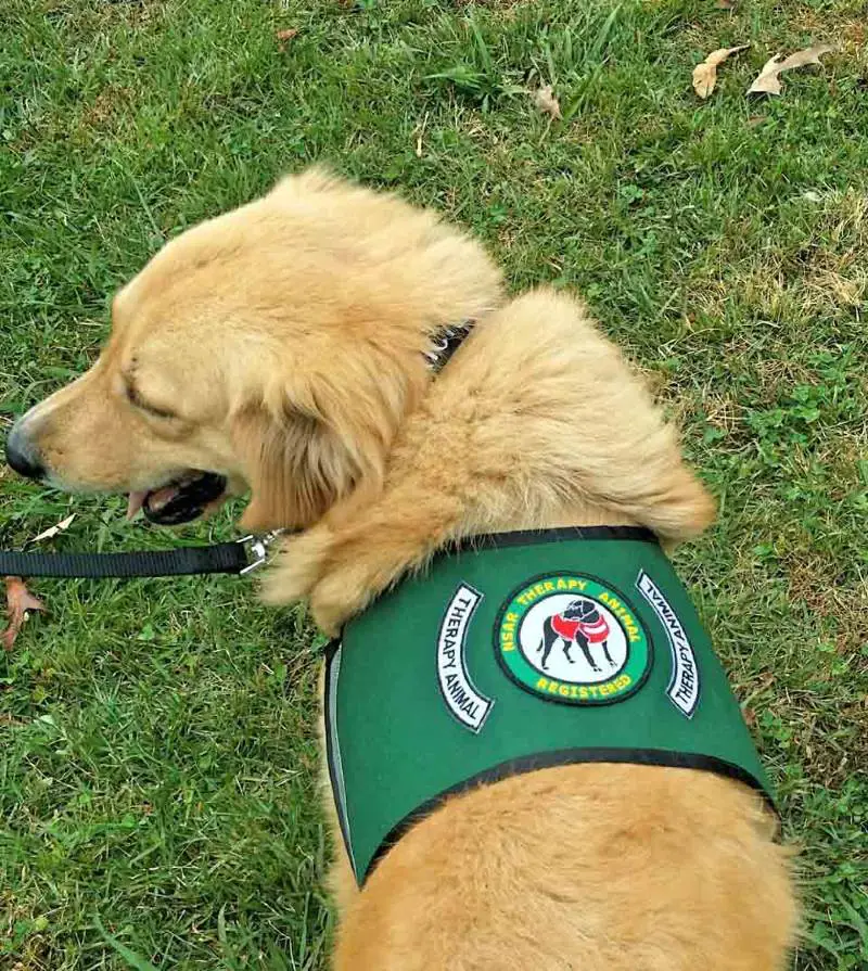 Cachorrinho de três patas chora na sepultura sempre que um colega do santuário morre Cachorrinho de três patas chora na sepultura sempre que um colega do santuário morre