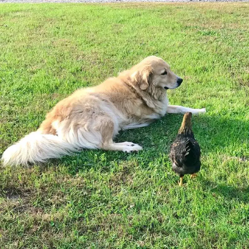 Cachorrinho de três patas chora na sepultura sempre que um colega do santuário morre Cachorrinho de três patas chora na sepultura sempre que um colega do santuário morre
