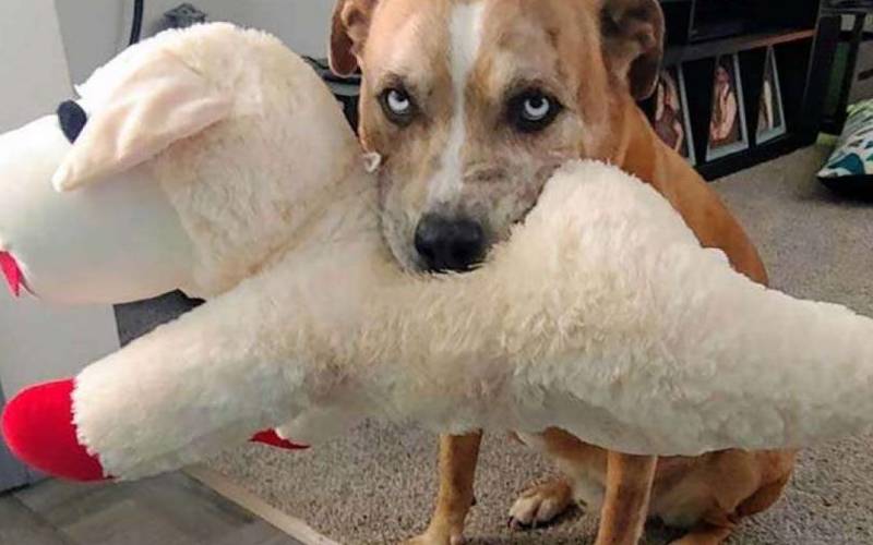 VÍDEO: Cachorro divide a comida com o brinquedo predileto VÍDEO: Cachorro divide a comida com o brinquedo predileto