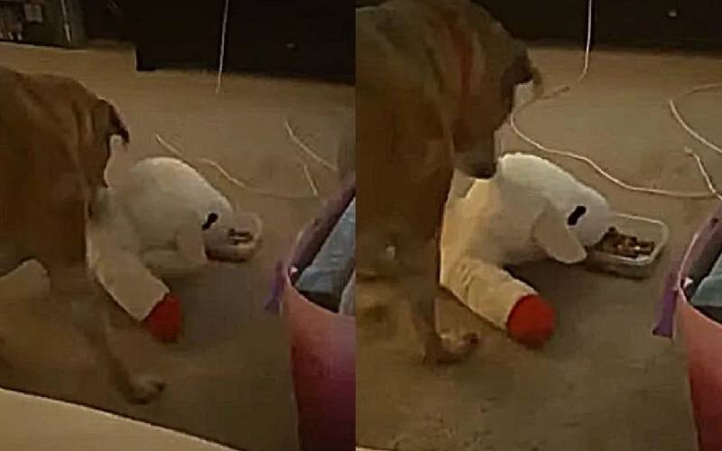 VÍDEO: Cachorro divide a comida com o brinquedo predileto