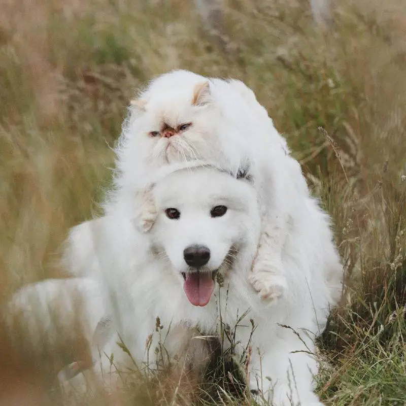 Cachorro simpático e um gato mal-humorado tornam-se melhores amigos Cachorro simpático e um gato mal-humorado se tornam melhores amigos