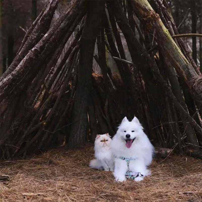 Cachorro simpático e um gato mal-humorado tornam-se melhores amigos Cachorro simpático e um gato mal-humorado se tornam melhores amigos