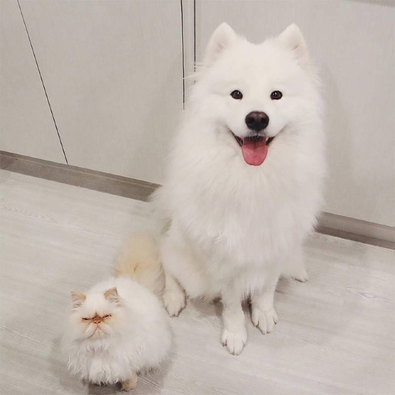 Cachorro simpático e um gato mal-humorado tornam-se melhores amigos Cachorro simpático e um gato mal-humorado se tornam melhores amigos