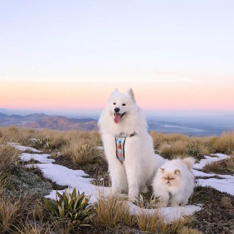 Cachorro simpático e um gato mal-humorado tornam-se melhores amigos Cachorro simpático e um gato mal-humorado se tornam melhores amigos