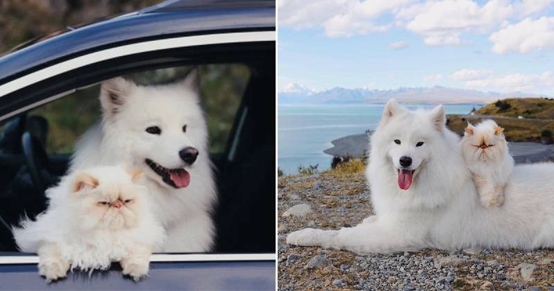 Cachorro simpático e um gato mal-humorado tornam-se melhores amigos Cachorro simpático e um gato mal-humorado se tornam melhores amigos