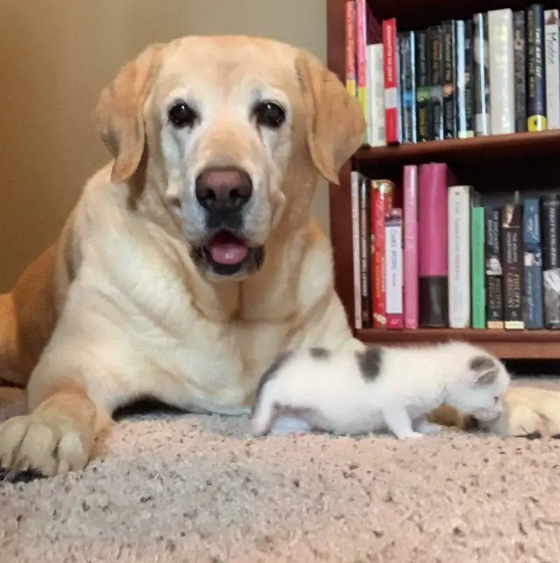 cachorro-encontrou-uma-gata-recem-nascida-abandonada