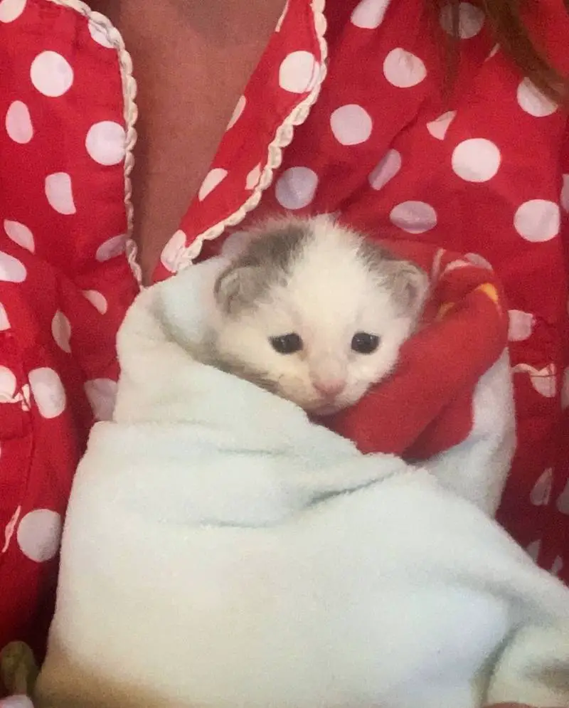 Cachorro encontrou uma gatinha recém-nascida abandonada em fazenda e salva sua vida cachorro-encontrou-uma-gata-recem-nascida-abandonada