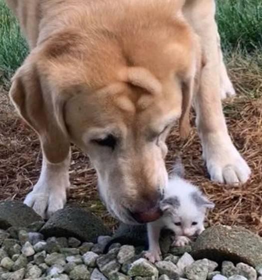 Cachorro encontrou uma gatinha recém-nascida abandonada em fazenda e salva sua vida cachorro-encontrou-uma-gata-recem-nascida-abandonada