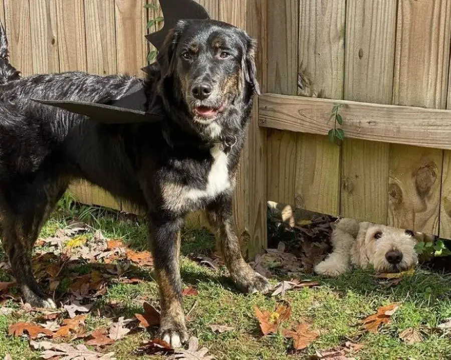 Cachorrinho não permite que uma simples cerca o impeça de conhecer seu vizinho cachorro-fez-tudo-que-podia-para-conhecer-o-vizinho