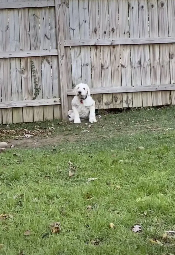 Cachorrinho não permite que uma simples cerca o impeça de conhecer seu vizinho cachorro-fez-tudo-que-podia-para-conhecer-o-vizinho