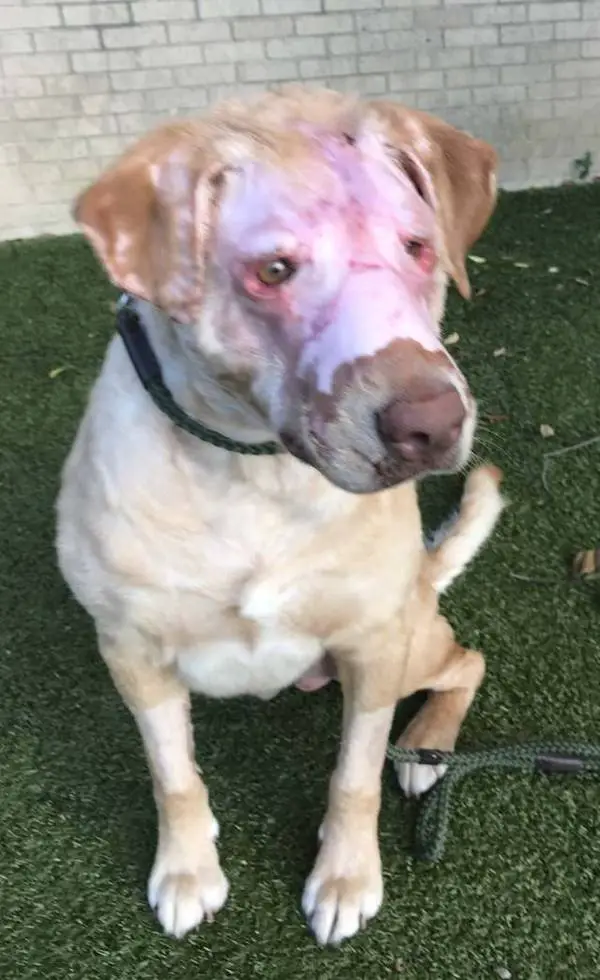 Cachorro incendiado retira curativos e volta a enxergar Cachorro incendiado retira curativos e volta a enxergar