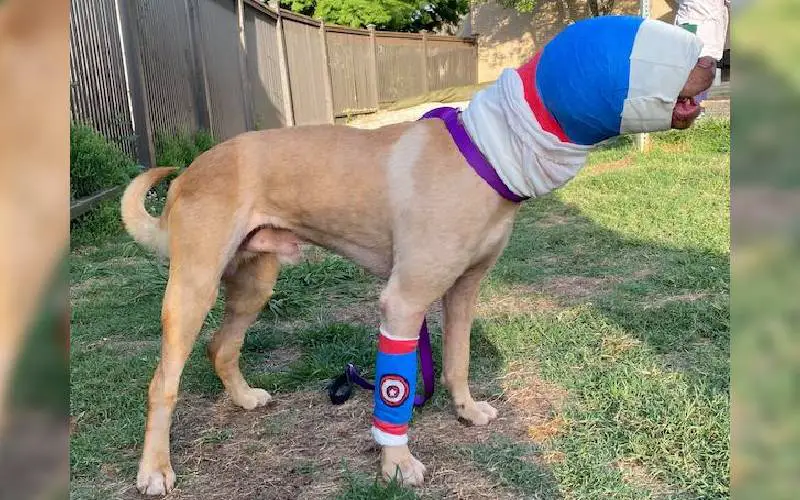 Cachorro incendiado retira curativos e volta a enxergar Cachorro incendiado retira curativos e volta a enxergar