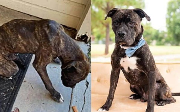 Frankie foi abandonado em um parque e passa 03 dias esperando em vão cachorro-passa-dias-esperando-em-vao