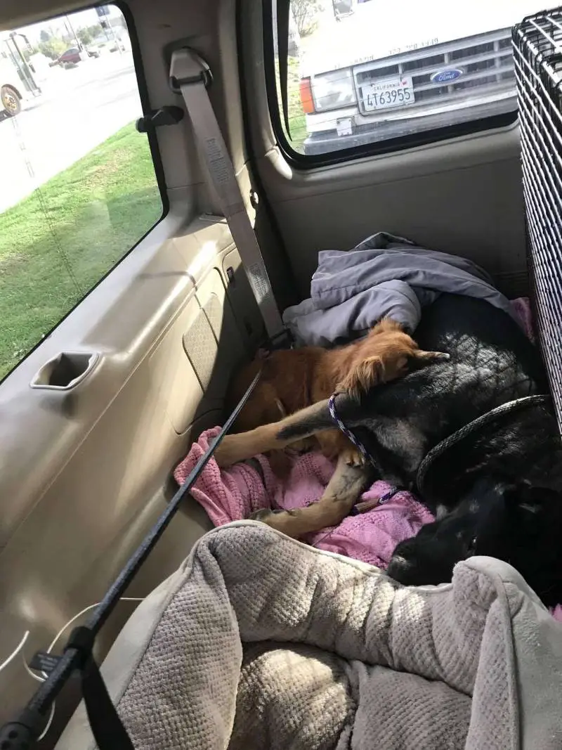 Cachorro não se separa de amiga canina que está grávida e espera até a chegada de ajuda cachorro-pede-ajuda-para-amiga-canina-que-esta-gravida