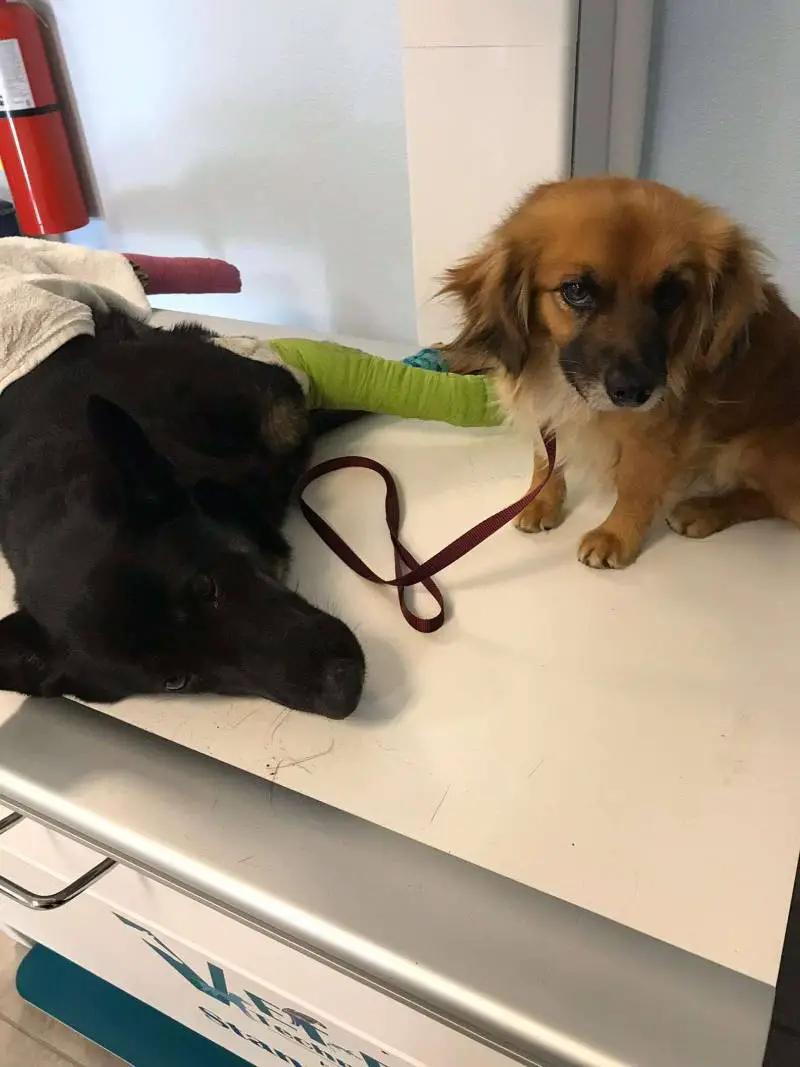 Cachorro não se separa de amiga canina que está grávida e espera até a chegada de ajuda cachorro-pede-ajuda-para-amiga-canina-que-esta-gravida