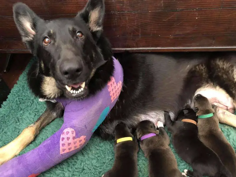 Cachorro não se separa de amiga canina que está grávida e espera até a chegada de ajuda cachorro-pede-ajuda-para-amiga-canina-que-esta-gravida