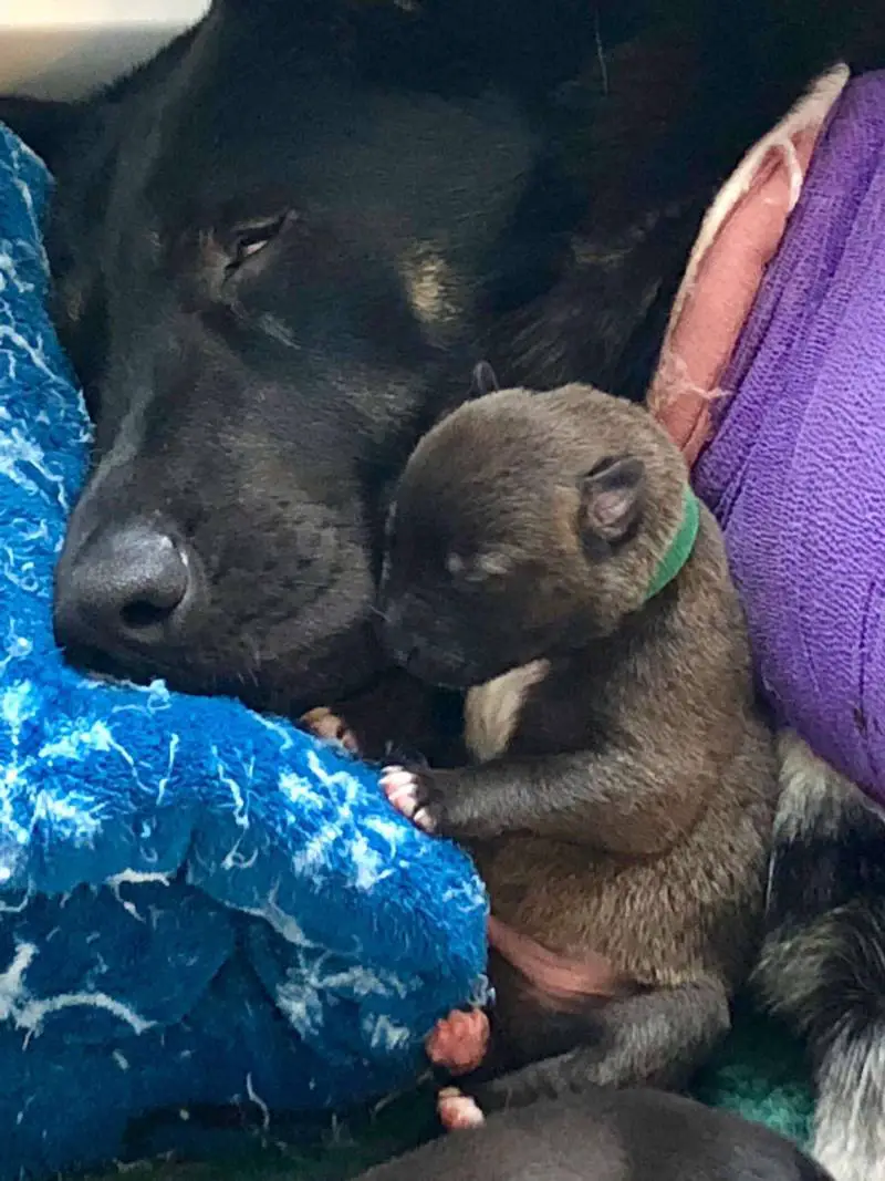 Cachorro não se separa de amiga canina que está grávida e espera até a chegada de ajuda cachorro-pede-ajuda-para-amiga-canina-que-esta-gravida