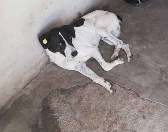 Idoso encontra seu cachorro na rua depois de 3 anos desaparecido Idoso encontra seu cachorro na rua depois de 3 anos desaparecido