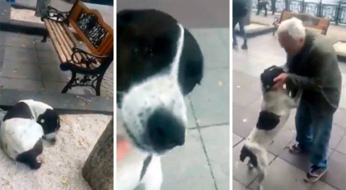Idoso encontra seu cachorro na rua depois de 3 anos desaparecido Idoso encontra seu cachorro na rua depois de 3 anos desaparecido