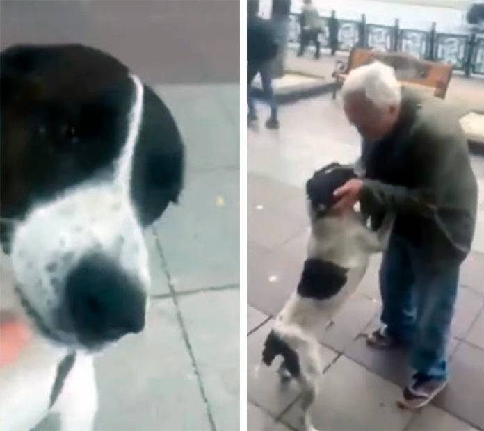Idoso encontra seu cachorro na rua depois de 3 anos desaparecido Idoso encontra seu cachorro na rua depois de 3 anos desaparecido