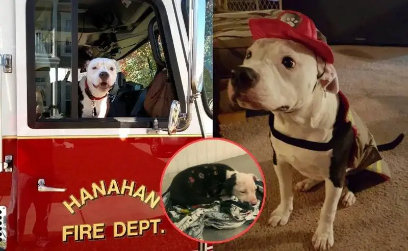 cachorro-resgatado-em-incendio-se-torna-mascote