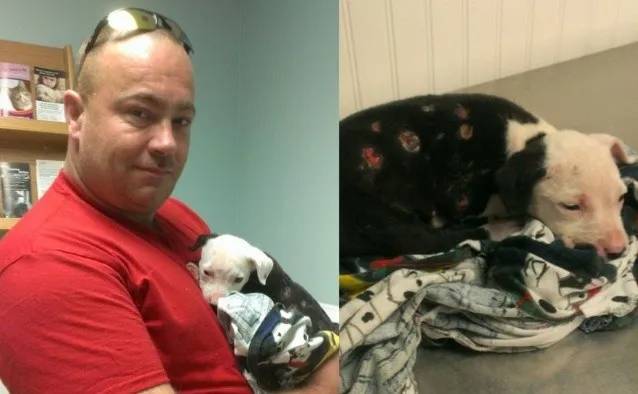 Cachorro resgatado em incêndio se torna mascote do corpo de bombeiros cachorro-resgatado-em-incendio-se-torna-mascote