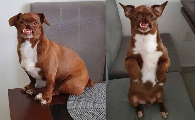 Cachorrinho abandonado quando mais precisava, ganha festa surpresa de aniversário cachorro-resgatado-faz-aniversario-e-ganha-festa-surpresa
