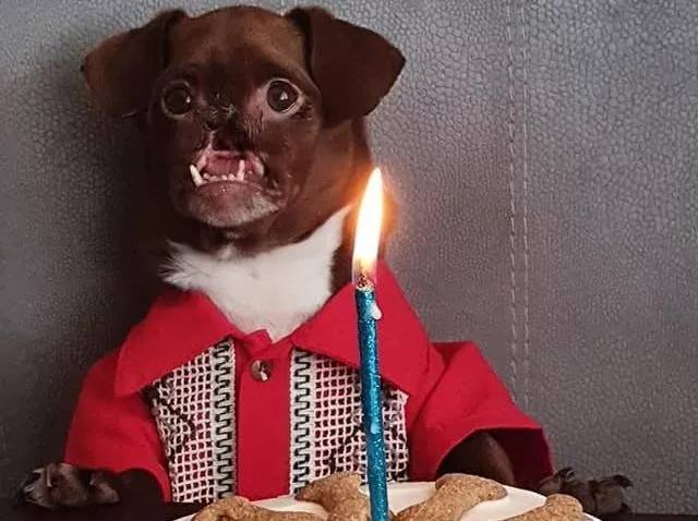Cachorrinho abandonado quando mais precisava, ganha festa surpresa de aniversário cachorro-resgatado-faz-aniversario-e-ganha-festa-surpresa