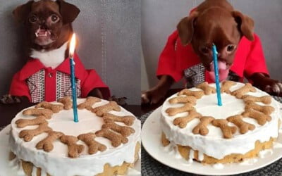 cachorro-resgatado-faz-aniversario-e-ganha-festa-surpresa